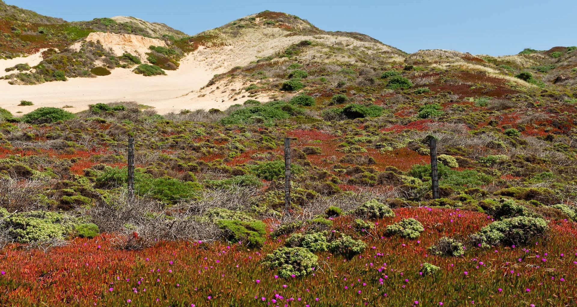 A new species of spider, the Aptostichus ramirezae, has been discovered in the sand dunes of the California coast.