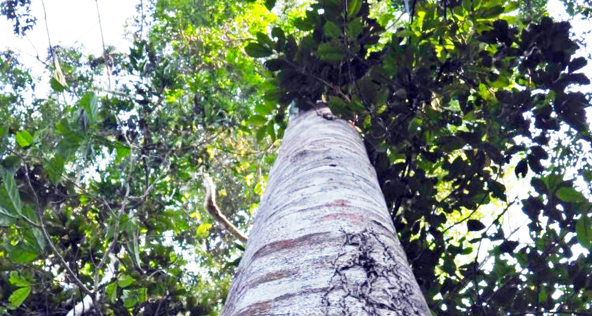New tree species hid in plain sight for over 40 years — and now it’s almost extinct