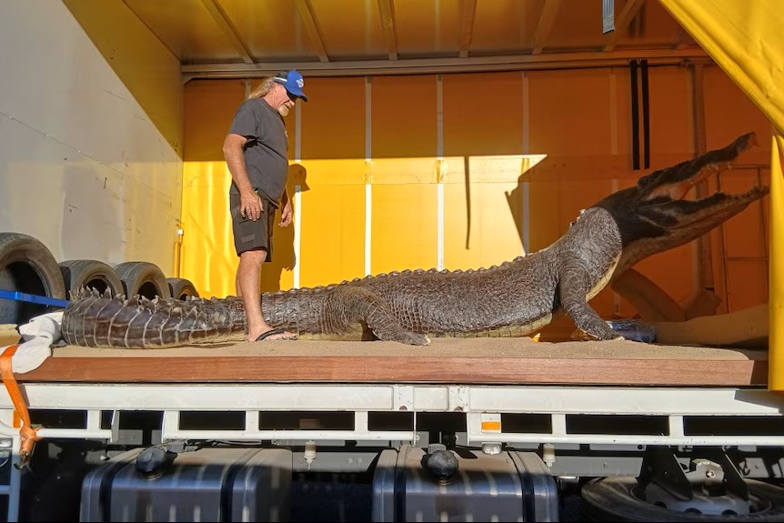 A taxidermied crocodile in the back of a truck.