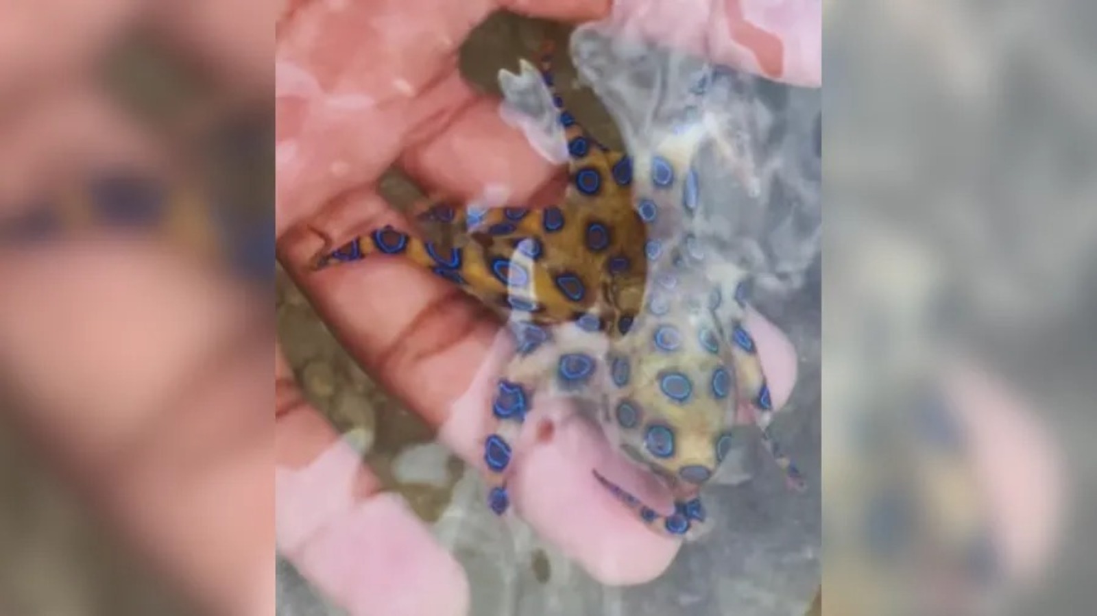 Animal, Octopus, venom