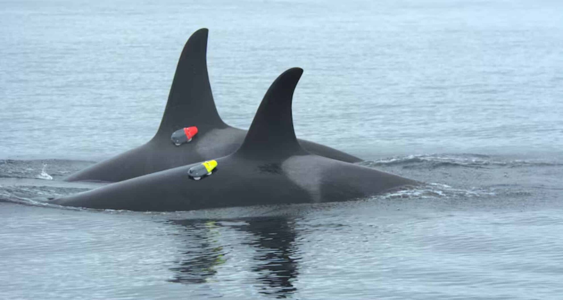 Two Northern Orcas Near Hanson Island With Electronic Tags Planted By Researchers.