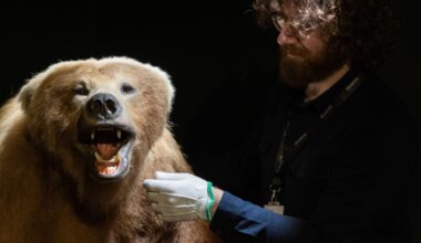Brown bear goes on display at Mayo museum as history repeats!