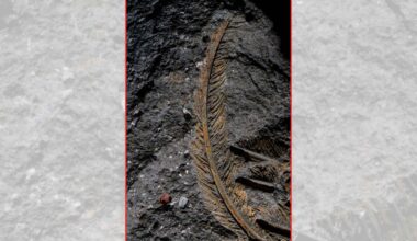 Fossilized vulture has tissue preserved in a way never seen before