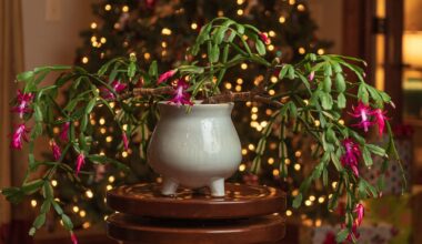 You can use coffee grounds to fertilize your Christmas cactus — here's how