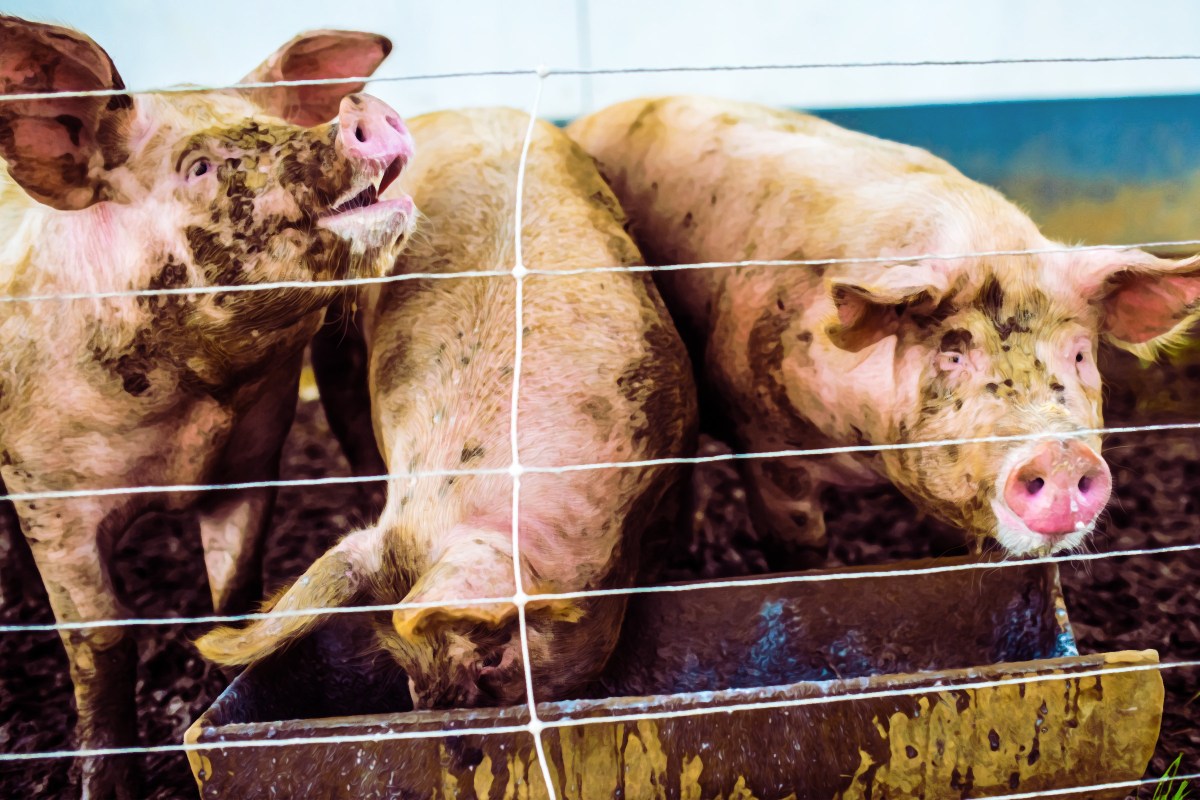 Washington Post Says It Will Continue AI-Generating Error Filled Podcasts as Its Own Editors Groan in Embarrassment