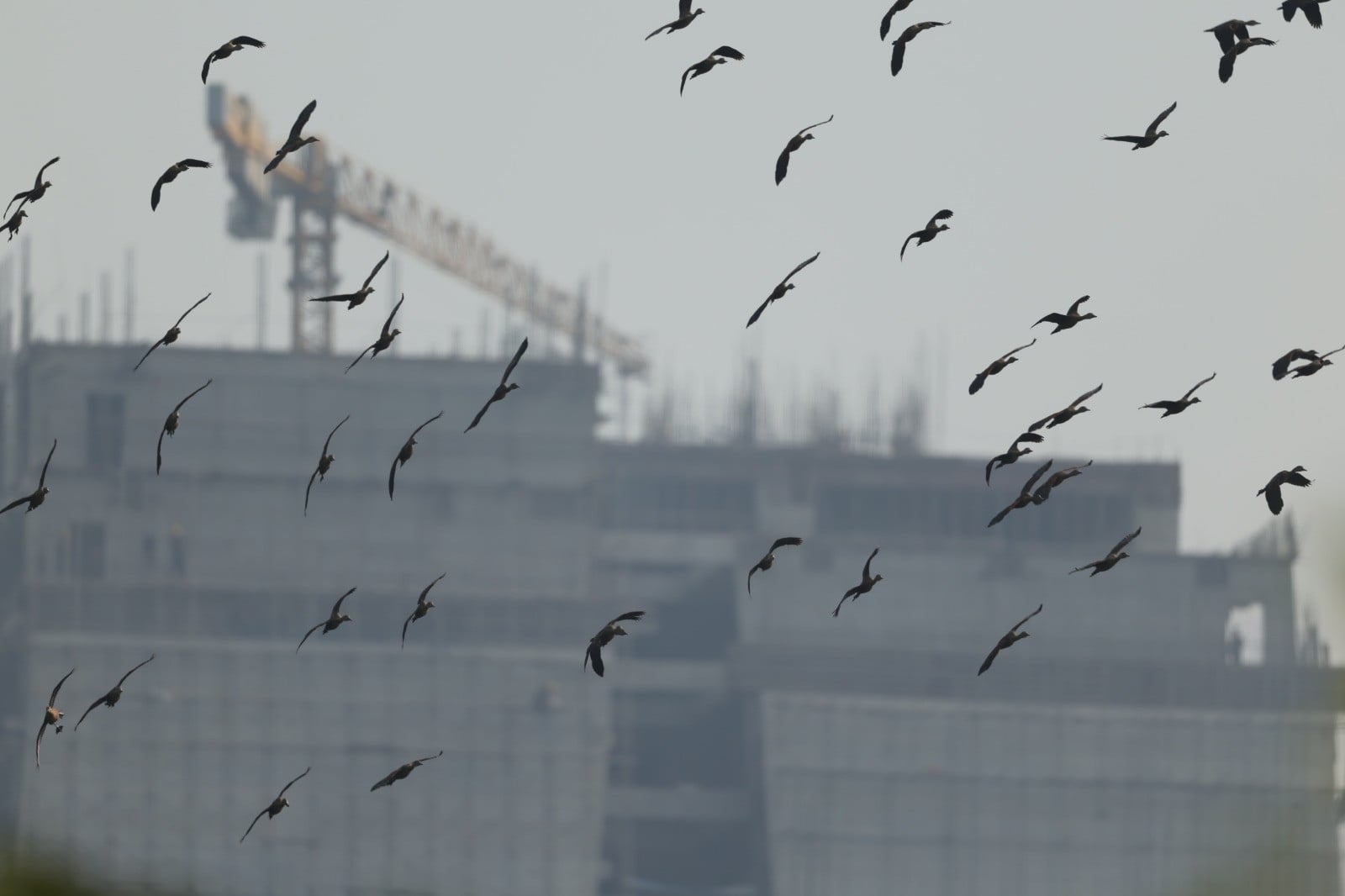 Urban growth may be convenient to humans, but it’s shrinking the dining and resting grounds of Dhaka’s wintering waterbirds. Photo: Dr Reza Khan
