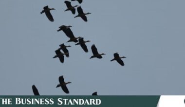 What's behind the decline of wintering ducks at Jahangirnagar University?