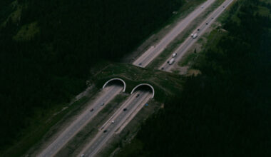 Wildlife Crossings Reconnect a Natural World Divided by Highways