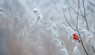 Astronomical Winter Vs. Meteorological Winter: When Is The First Day Of Winter?