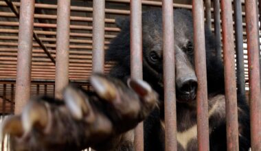South Korea will end breeding of bears and extraction of their bile