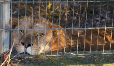 Lion and bear kept as pets in Albania find new homes in German wildlife sanctuaries