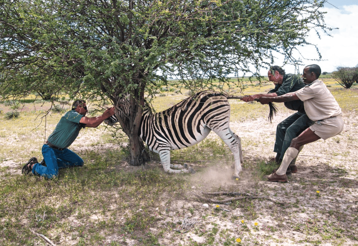 "You have to shoot the animal in the shoulder and wait about five minutes for the animal to get groggy and fall over."