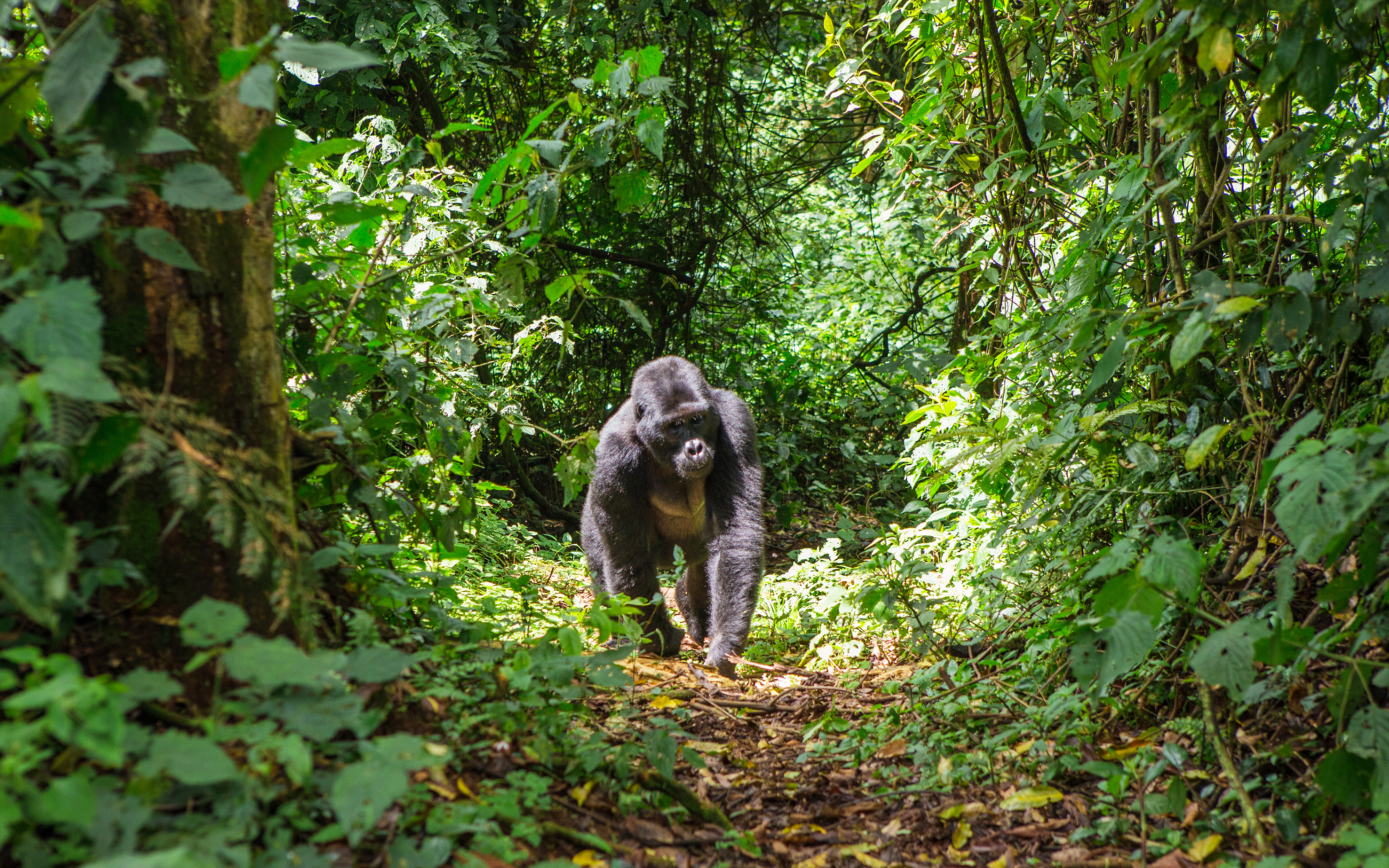 Dominant male mountain gorilla in a rainforest in Uganda's Bwindi Impenetrable Forest National Park.