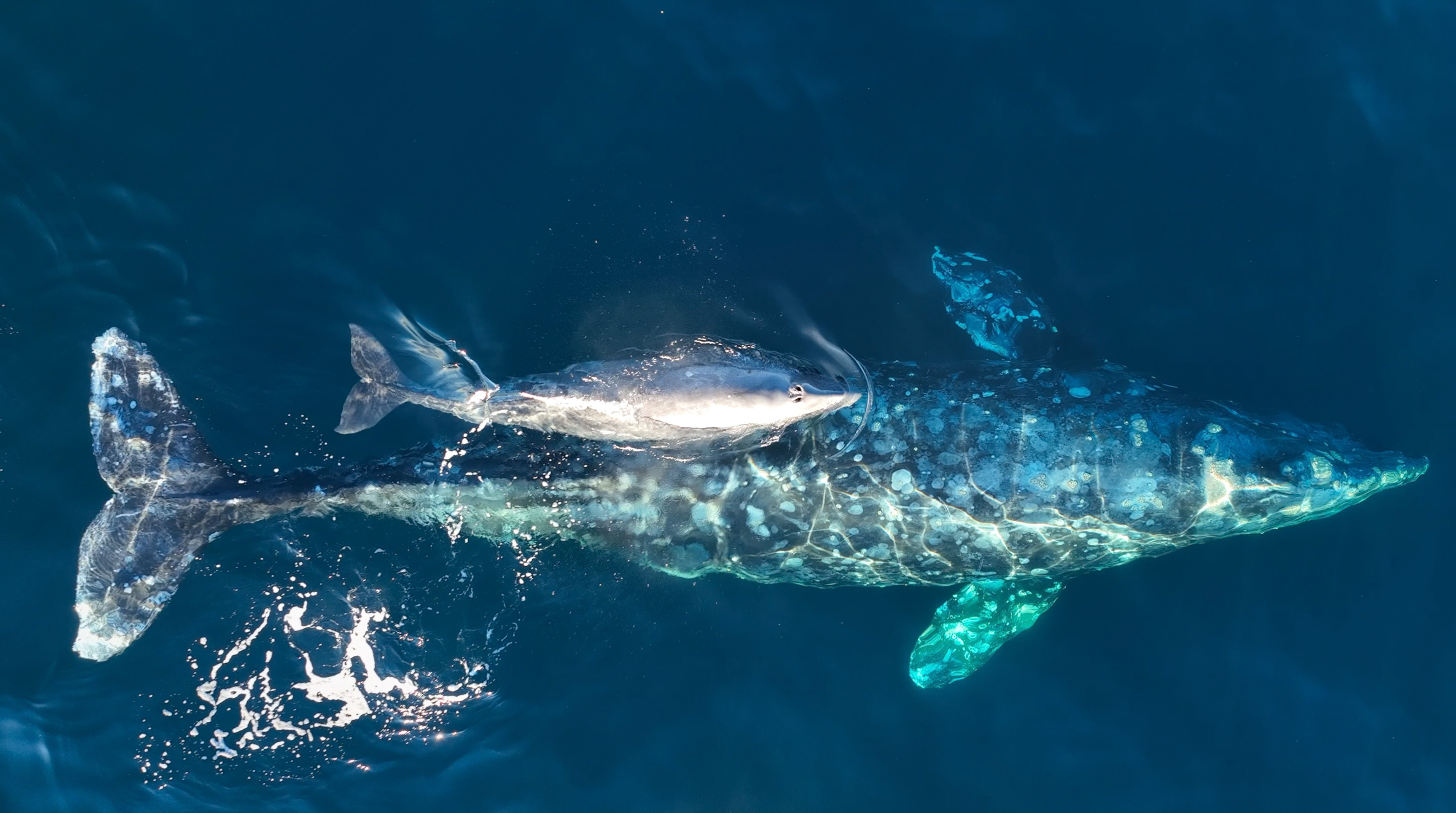 GRAY WHALE MUM AND CALF SPOTTED ON EPIC MIGRATION
