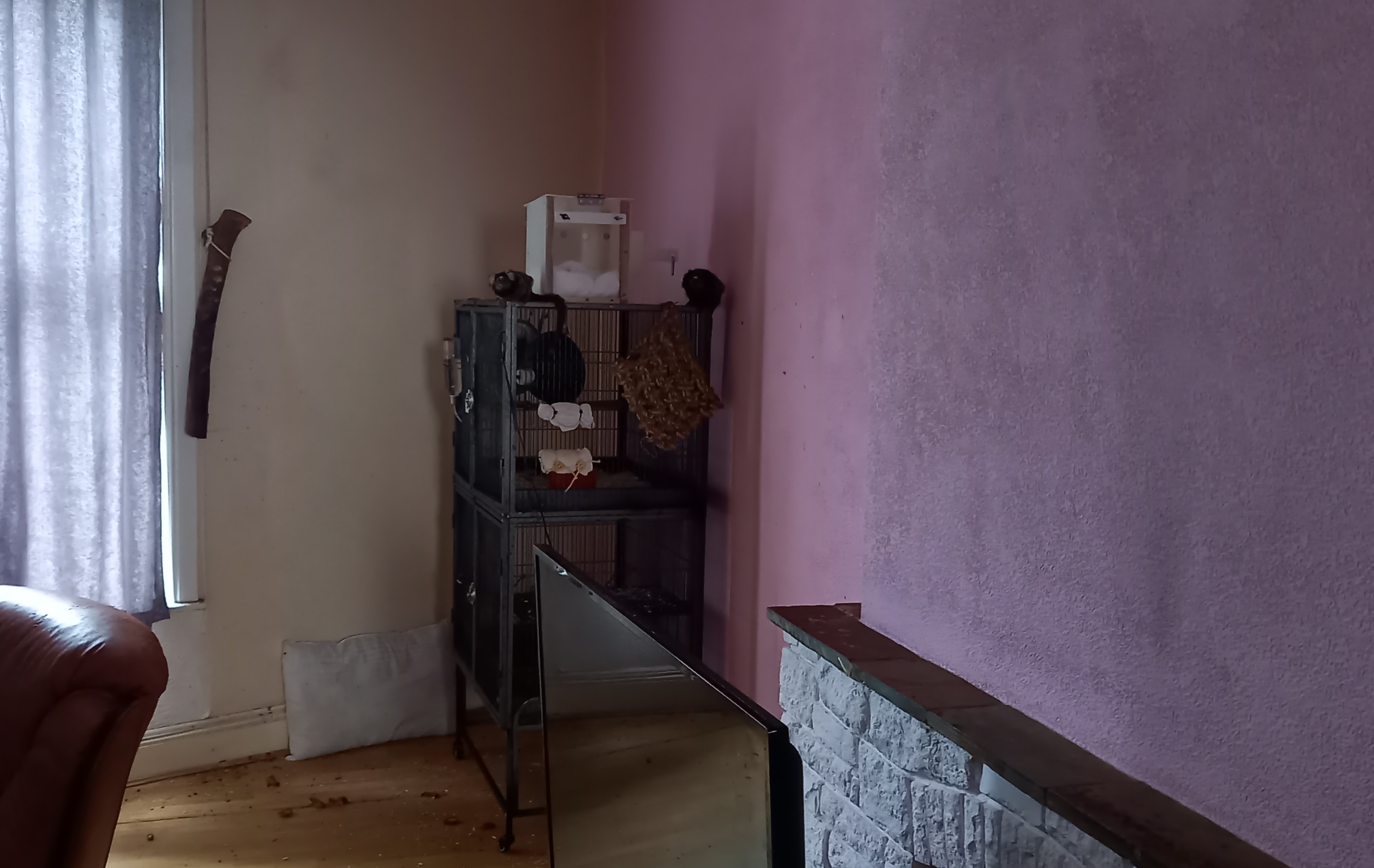 Marmosets Apollo and Bobby in a small cage in a living room.