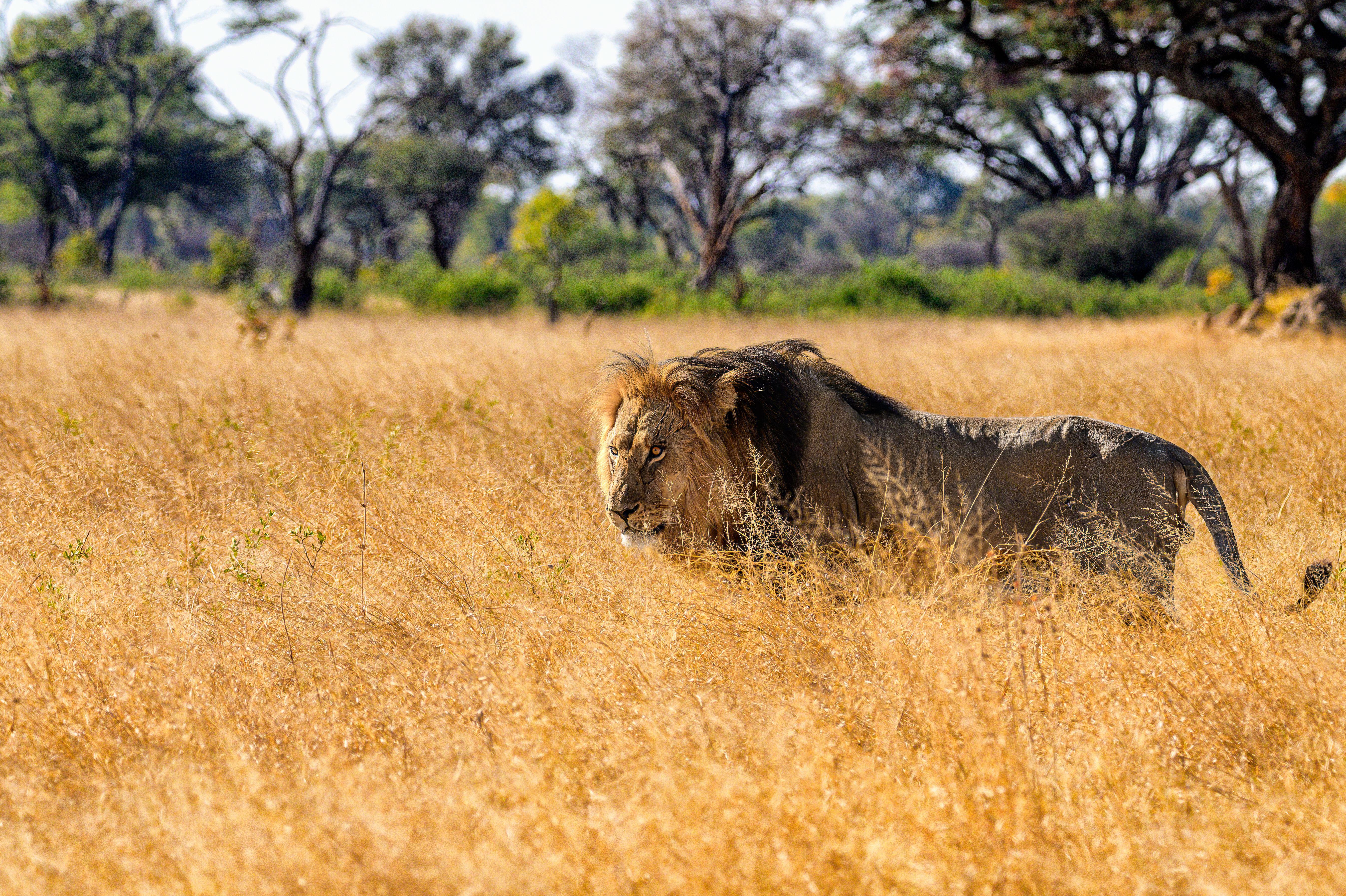 Male lion roaming the bushveld at Ngweshla Pan in Hwange National Park.