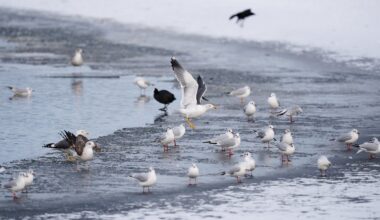 Six dead in weather accidents as cold snap grips Europe