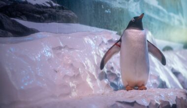 Aquarium owners consider next steps after penguin talks