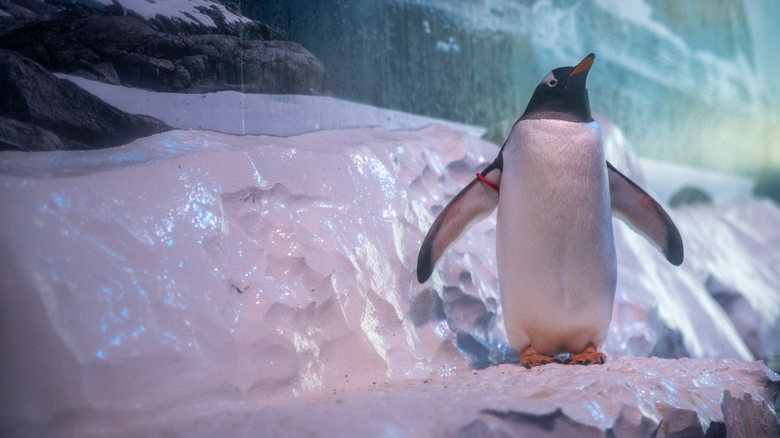 Aquarium owners consider next steps after penguin talks