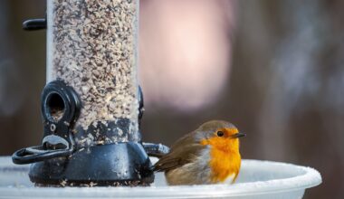 How to support wildlife in cold snaps