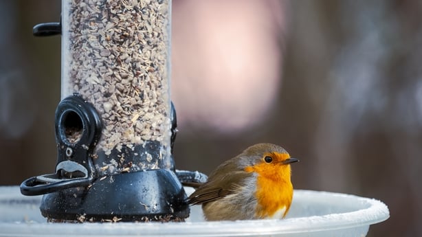 Closeup of a European robin sitting on a bird feeder