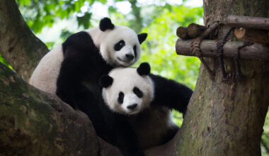Two men detained for fabricating news claiming two male giant pandas successfully mate in the wild for the first time