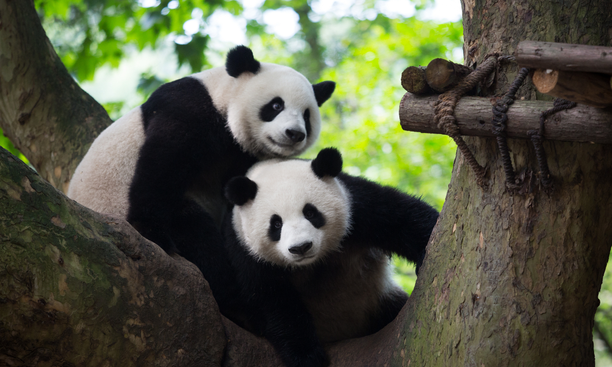Two men detained for fabricating news claiming two male giant pandas successfully mate in the wild for the first time