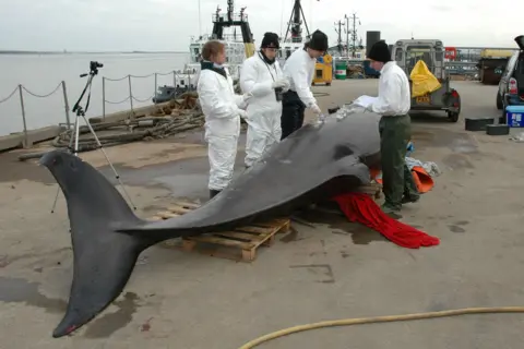 Rod Penrose/MEM Four people wearing white protective overalls stand either side of a dead whale which is been placed on its side on the ground