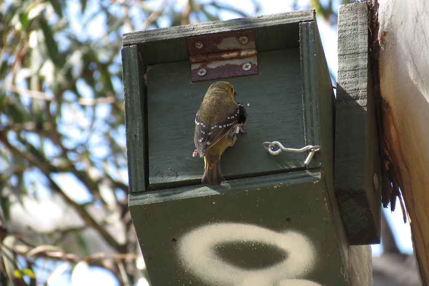 A forty-spotted pardalote perched on the entrance to a nesting box in a tree.