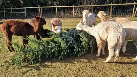 Bridge End Alpacas Six alpacas surround a Christmas tree which is lying in a field.