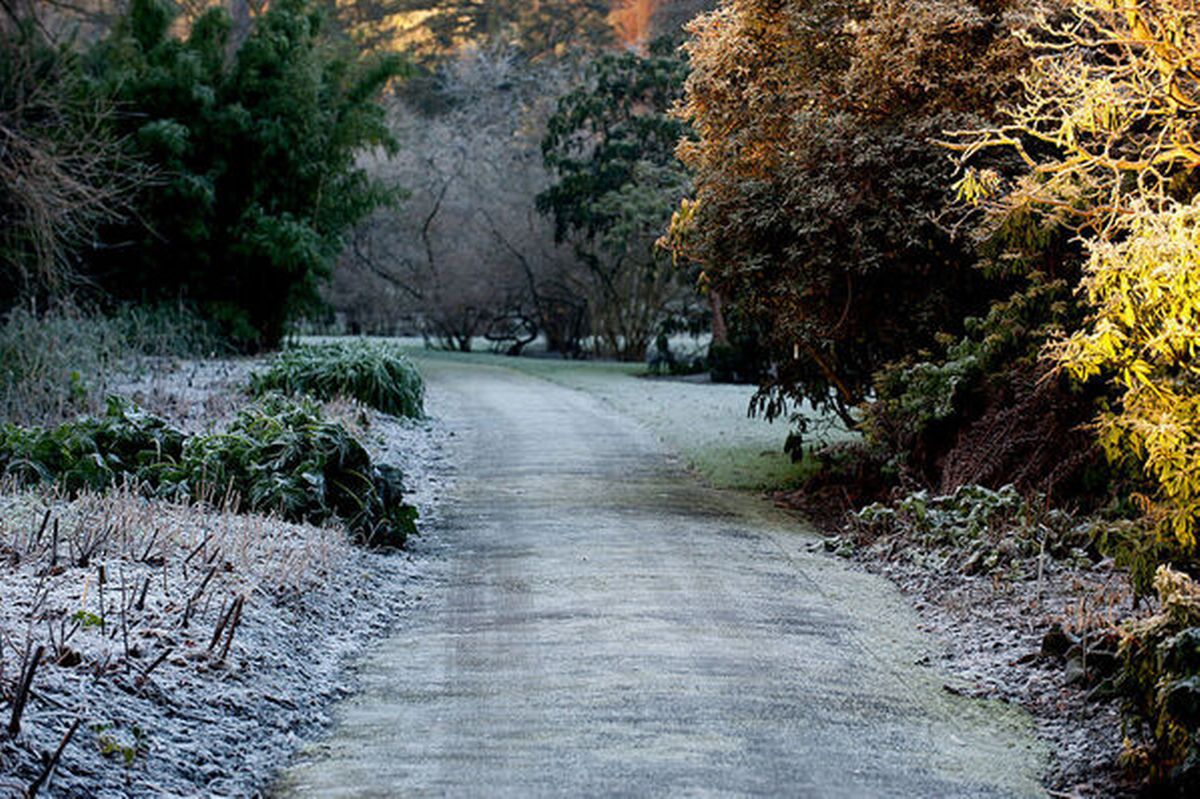 General scenes of frost at Botanic Gardens Dublin, 2014