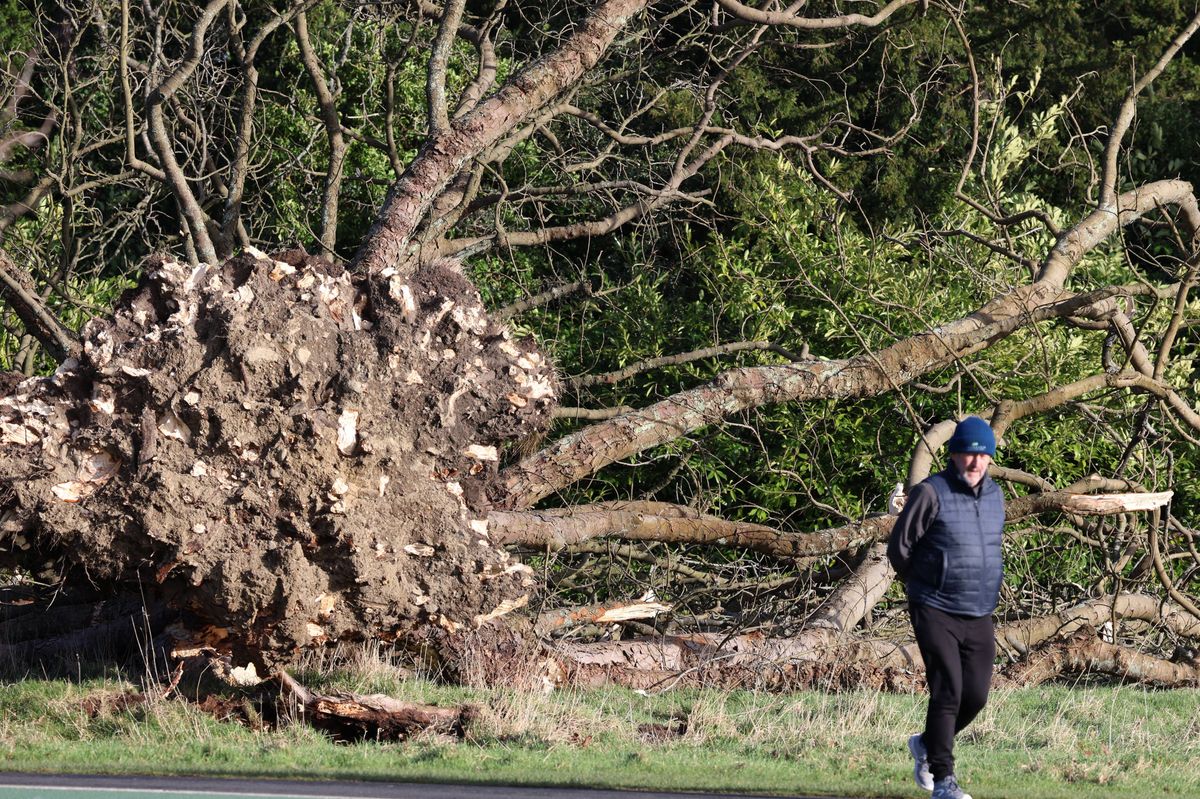 A fallen tree in the Phoenix Park pictured this morning during Storm Éowyn