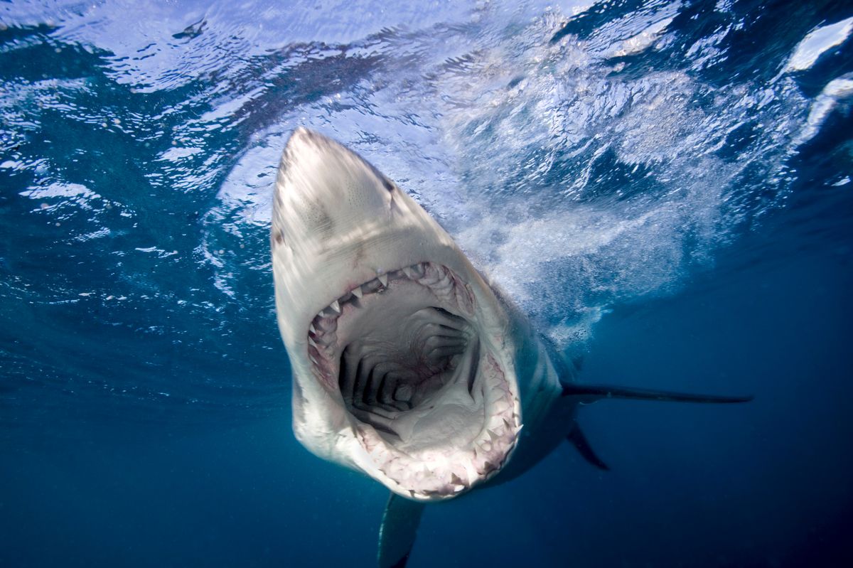 Underwater view of Great White Shark (Carcharodon Carcharias), North Neptune Island, South Australia