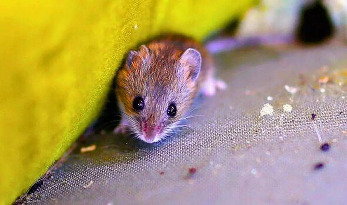 Picture of a mouse coming out of a gap