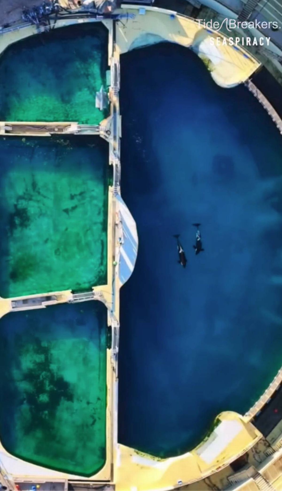 An aerial view captures a maritime scene featuring a green underwater terrain adjacent to a pier. Two individuals, engaged in diving activities, are visible beneath the water's surface. The image highlights the interplay between the natural environment and human presence in a marine setting.