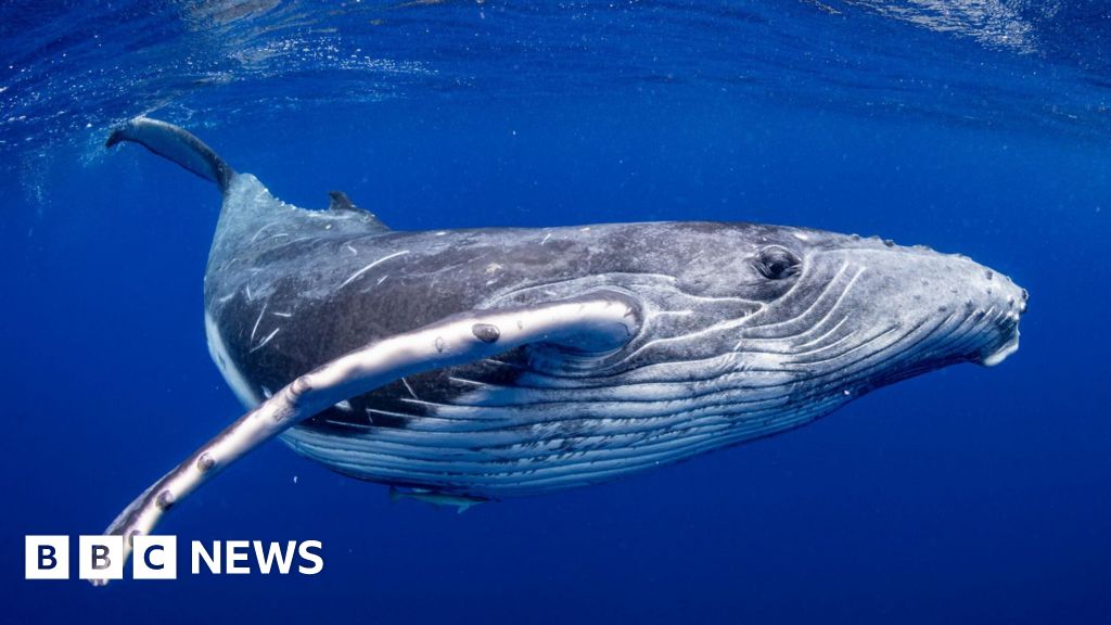 Creel pot recording devices to listen for whale songs