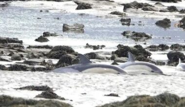 Dolphins stranded in Clare saved by volunteers in mammoth rescue mission – ‘a hard day but with a happy ending’