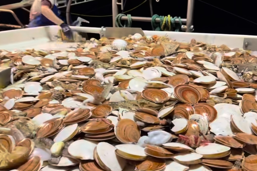 Seafood on a trawler including lots of scallops.