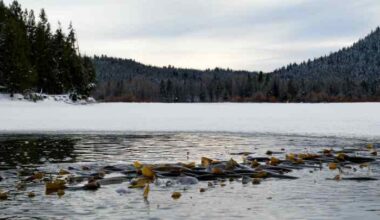 Readers’ wildlife photos – Why Evolution Is True