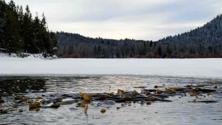 Readers’ wildlife photos – Why Evolution Is True