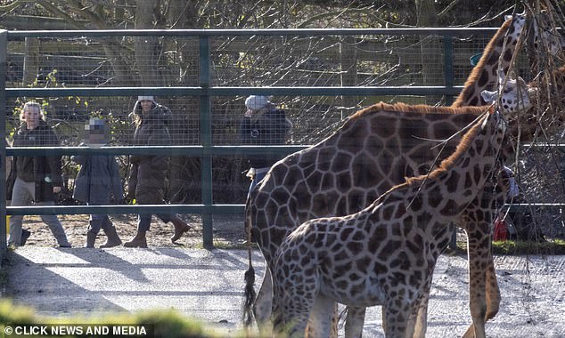 The family group appeared particularly excited when they reached the African section of the park and spotted the statuesque Nubian giraffes nearby