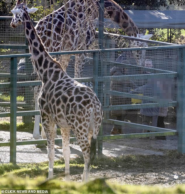 The eight-year-old fed the giraffes dressed for the plummeting temperatures in a grey puffer jacket and matching bobble hat