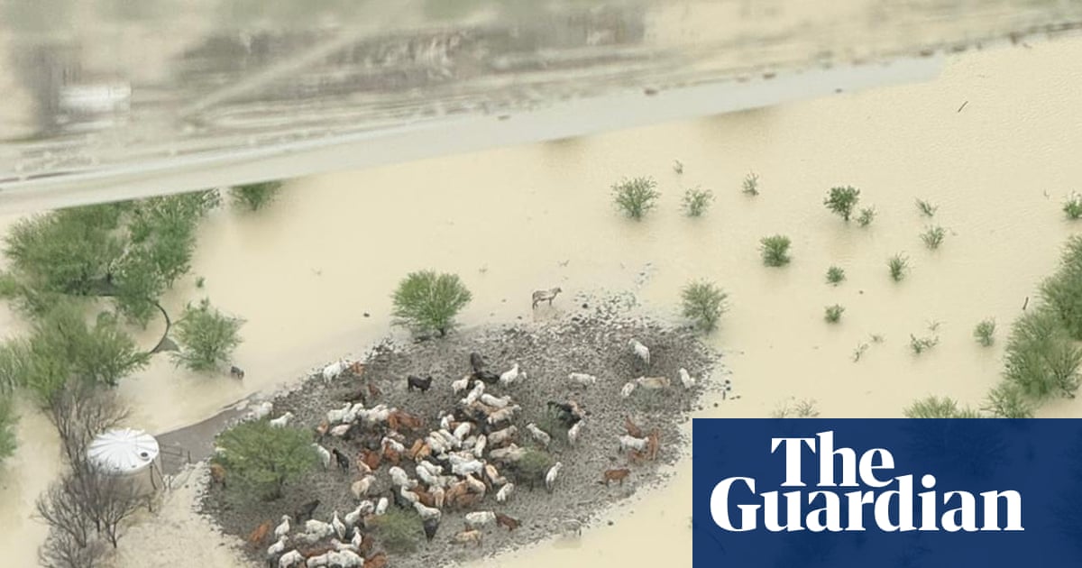 In Queensland tens of thousands of cattle die of thirst and hunger encircled by fresh water and grass | Australia news