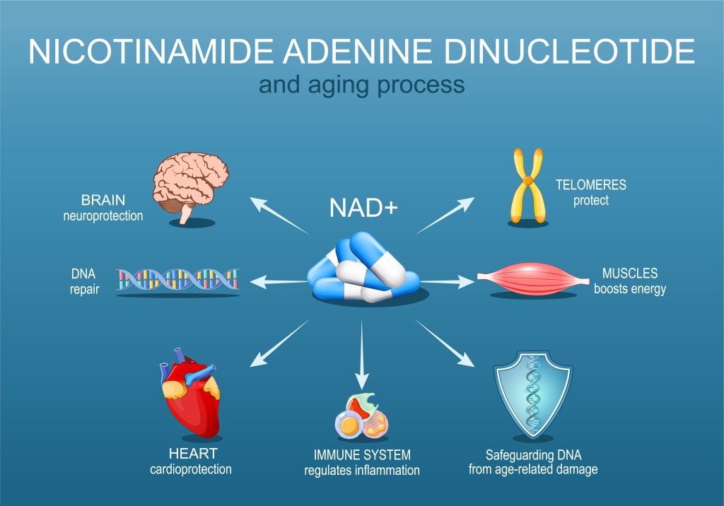 Illustration depicting how NAD+ affects the aging process, showing its roles in neuroprotection, DNA repair, cardioprotection, immune system regulation, muscle energy, telomere protection, and safeguarding DNA from age-related damage.