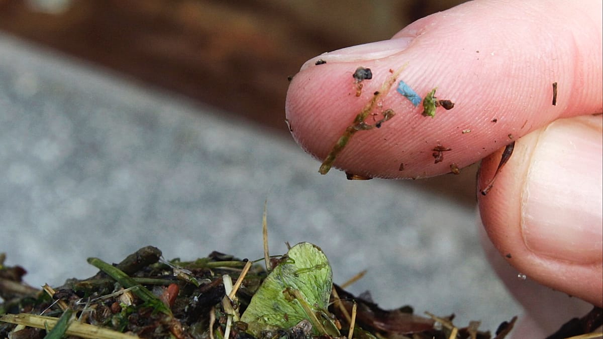 More microplastics found in rural woodland than city centre - experts warn of potential health risks