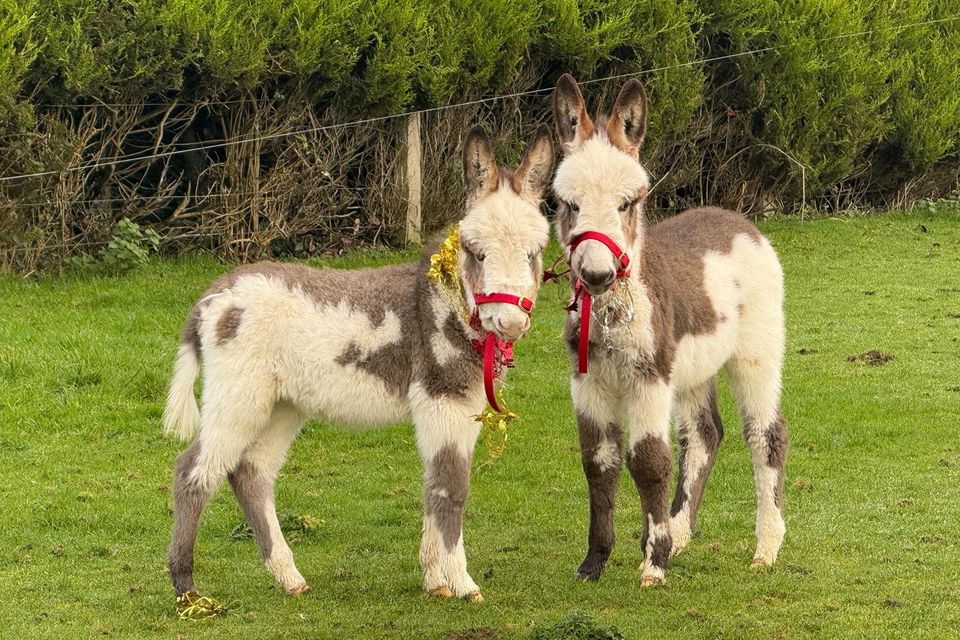 The Two Johnnies have become mini-celebrities ever since word of their ‘miracle’ birth spread.