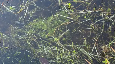 Green water plants growing up through the pond.