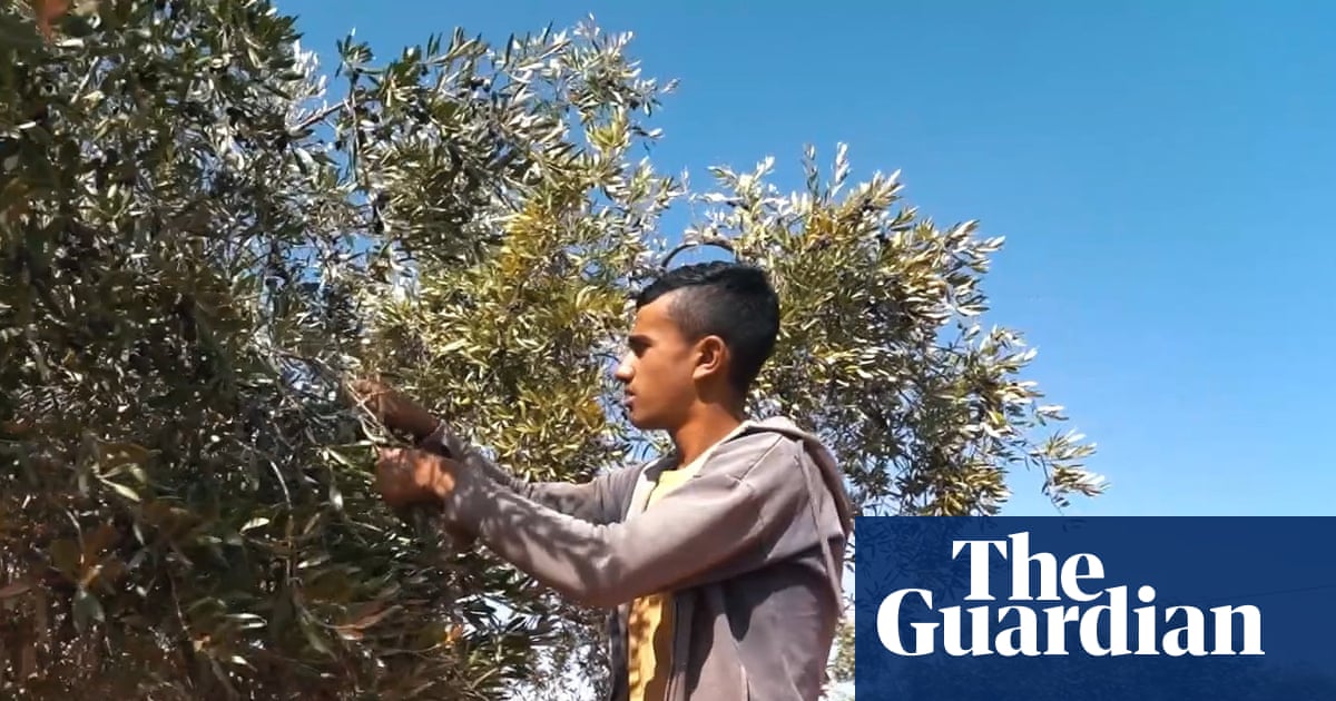 ‘These trees may not survive’: Jordan’s ancient olive harvest wilts under record-breaking heat | Climate crisis