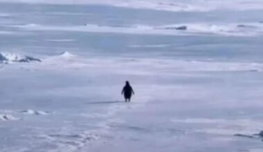 ‘Nihilist Penguin’: Why the internet turned a 20-year-old bird into 2026’s biggest viral meme