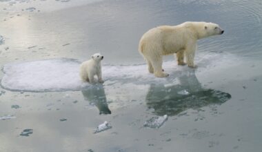 Norway Polar Bears Defy Gloomy Predictions, for Now
